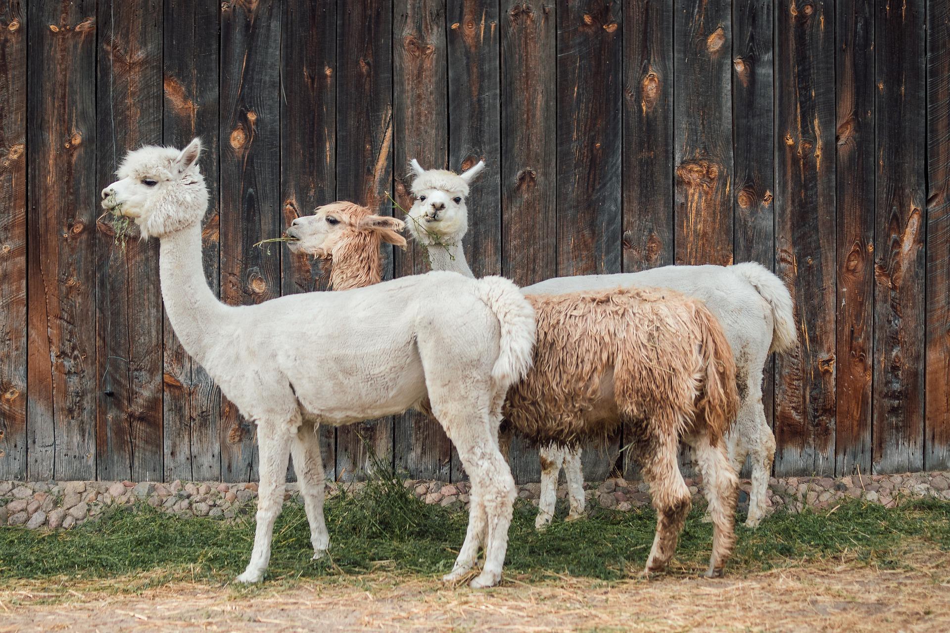 Alpaca Herd Sock